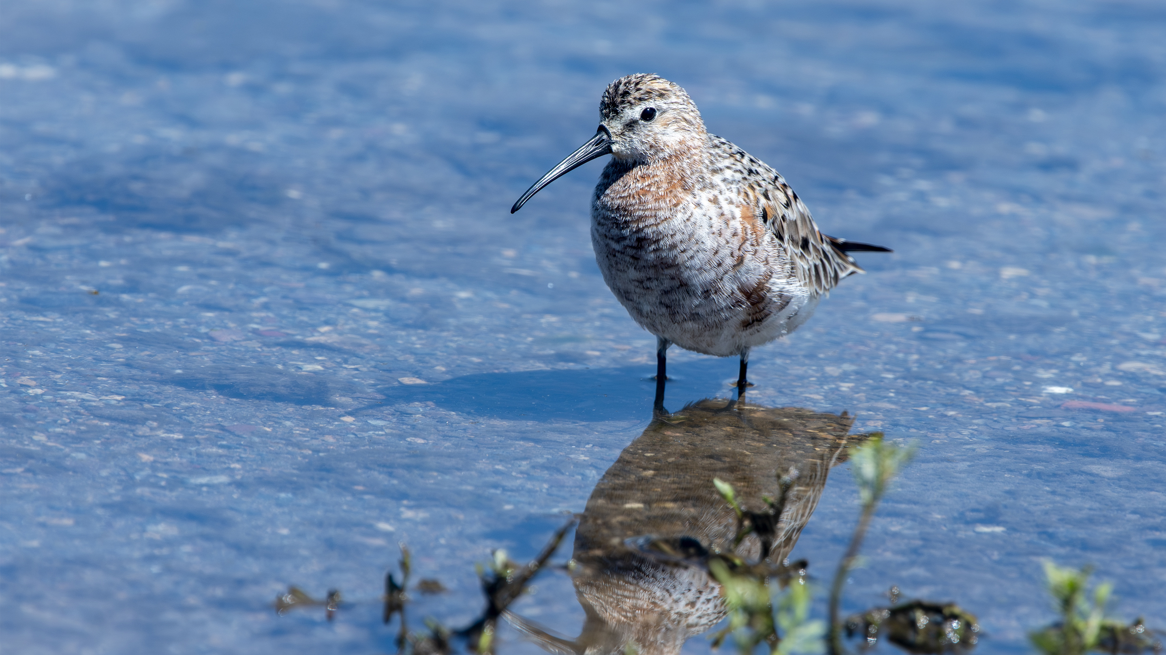 Curlew Sandpiper